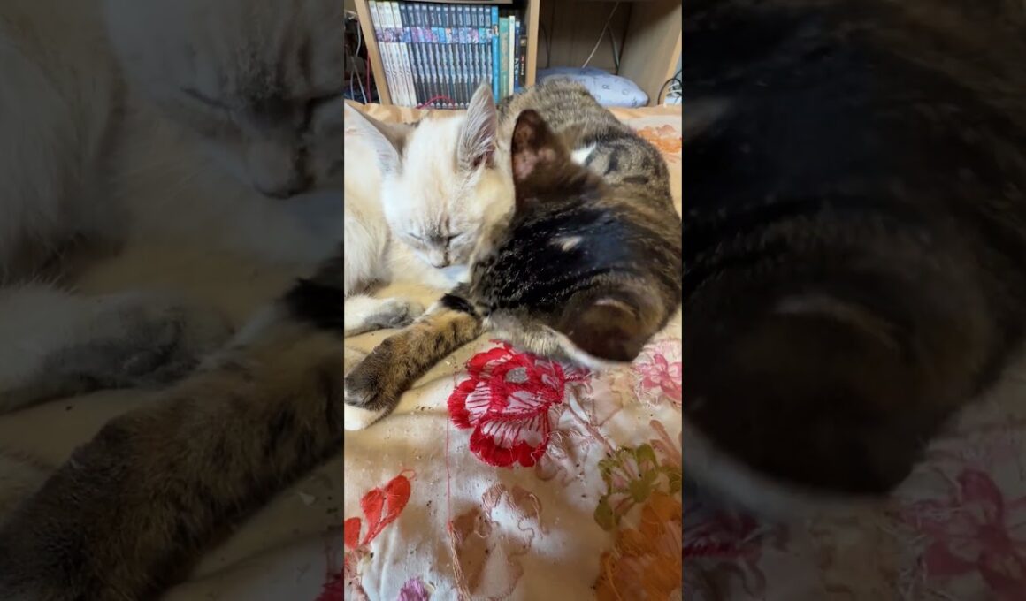 キジシロのルル、シャムの子ネコ雫をナメナメ。時折、雫の目を目隠し