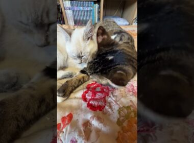 キジシロのルル、シャムの子ネコ雫をナメナメ。時折、雫の目を目隠し