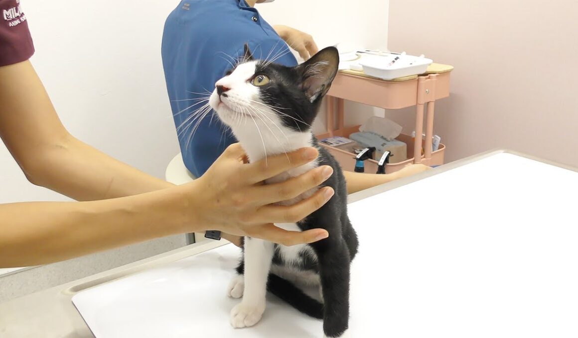生まれて初めての動物病院に行ったら助手さんがかわいすぎてオス猫がこうなっちゃいました...笑