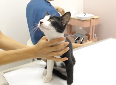 生まれて初めての動物病院に行ったら助手さんがかわいすぎてオス猫がこうなっちゃいました...笑