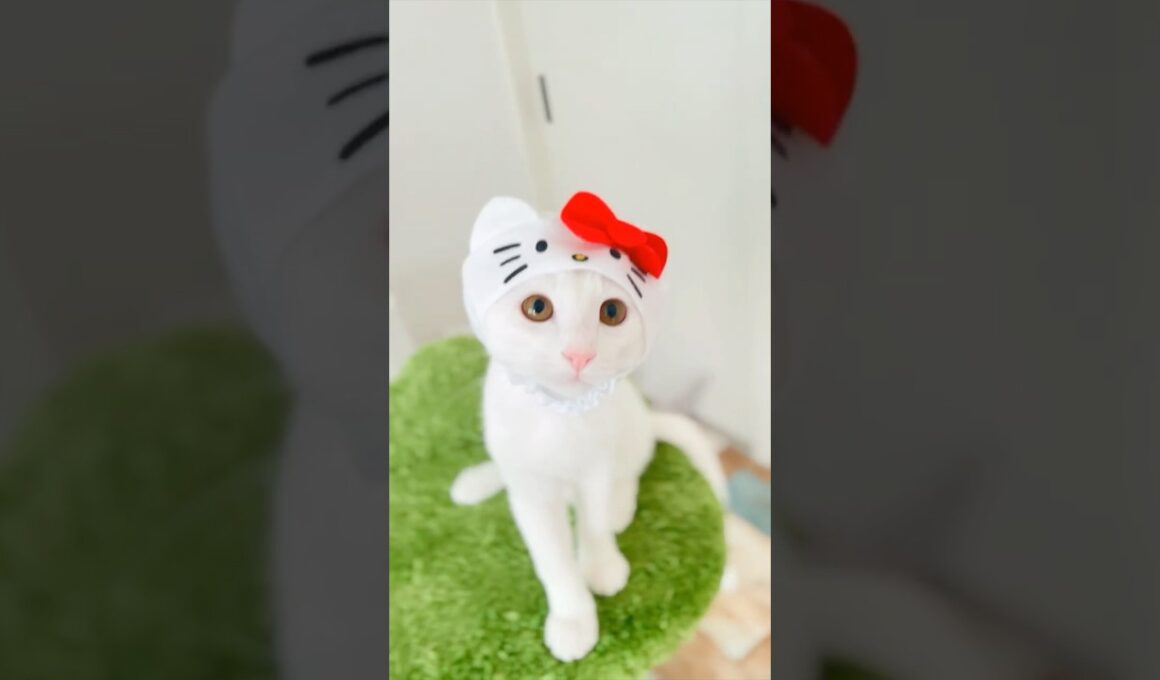 保護子猫ぴよちゃん56 (れのんアニキと遊ぶ）#猫 #cat #kitten #子猫のいる暮らし #子ネコ #子猫 #白猫 #保護猫