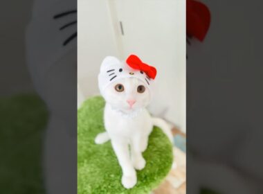 保護子猫ぴよちゃん56 (れのんアニキと遊ぶ）#猫 #cat #kitten #子猫のいる暮らし #子ネコ #子猫 #白猫 #保護猫