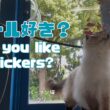 バーマン猫ウリとラフ【シール好き？】Do you like stickers?（バーマン猫）Birman/Cat