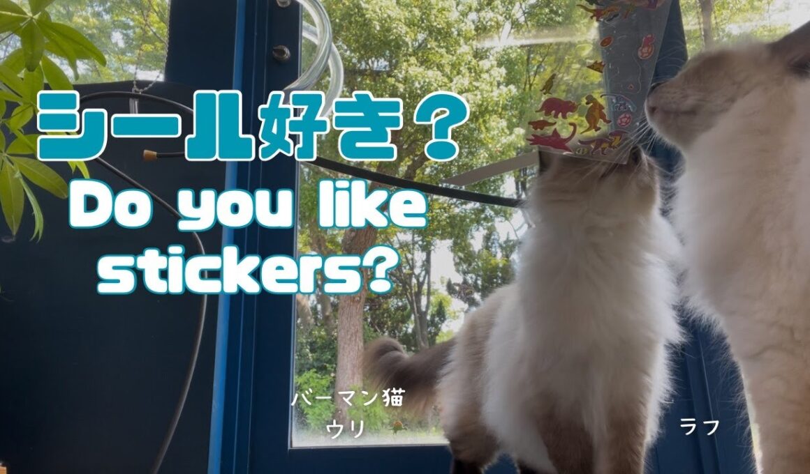 バーマン猫ウリとラフ【シール好き？】Do you like stickers?（バーマン猫）Birman/Cat