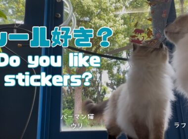 バーマン猫ウリとラフ【シール好き？】Do you like stickers?（バーマン猫）Birman/Cat