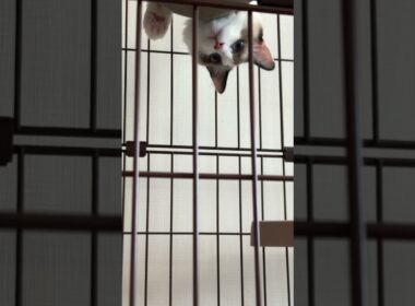 【ラグドール】視線を感じると思ったら😚  【ゆきちゃん】 #子猫 #ねこ #猫のいる暮らし #ネコ
