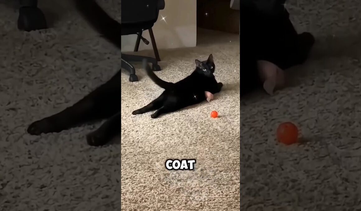 Black cat