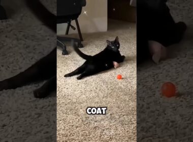 Black cat