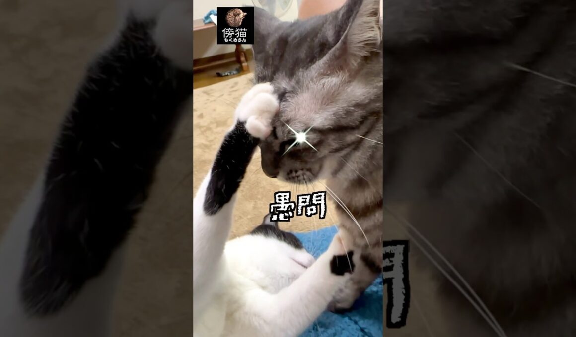 猫ならば  従うんだぞ  直○に！　#cat #子猫 #保護猫 #cute #かわいい猫 #kitty #肉球 #はちわれ #猫ミーム #直感