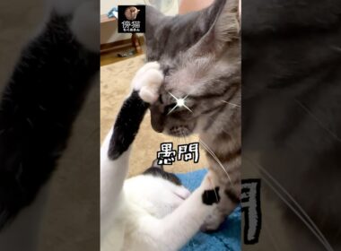 猫ならば  従うんだぞ  直○に！　#cat #子猫 #保護猫 #cute #かわいい猫 #kitty #肉球 #はちわれ #猫ミーム #直感