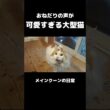 メインクーンの鳴き声 #メインクーン #猫 #猫のいる暮らし#cat #mainecoon #catlover​  #catshorts​ #cute​ #cutecat​ #fyp​