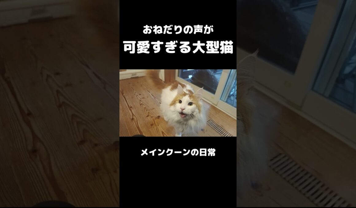 メインクーンの鳴き声 #メインクーン #猫 #猫のいる暮らし#cat #mainecoon #catlover​  #catshorts​ #cute​ #cutecat​ #fyp​