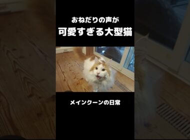 メインクーンの鳴き声 #メインクーン #猫 #猫のいる暮らし#cat #mainecoon #catlover​  #catshorts​ #cute​ #cutecat​ #fyp​