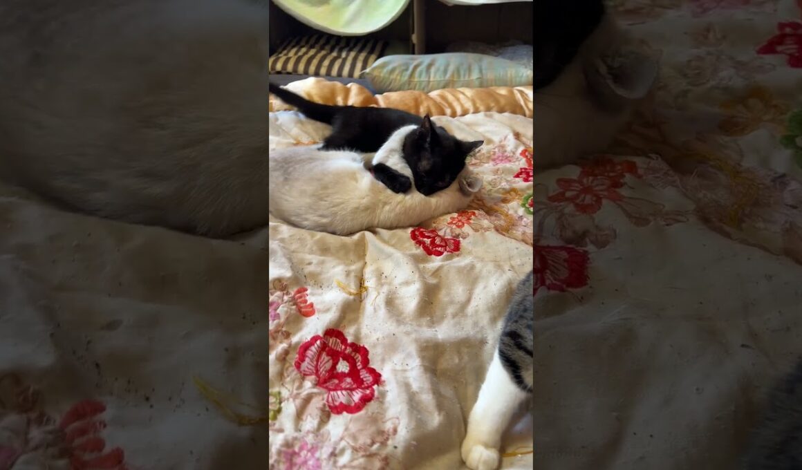黒猫の子ネコ黒夢、シャムの子ネコ雫に仕掛ける。キジ白コンビは関わらずだったが