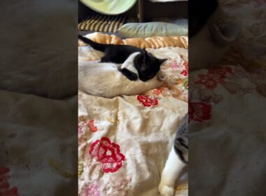 黒猫の子ネコ黒夢、シャムの子ネコ雫に仕掛ける。キジ白コンビは関わらずだったが