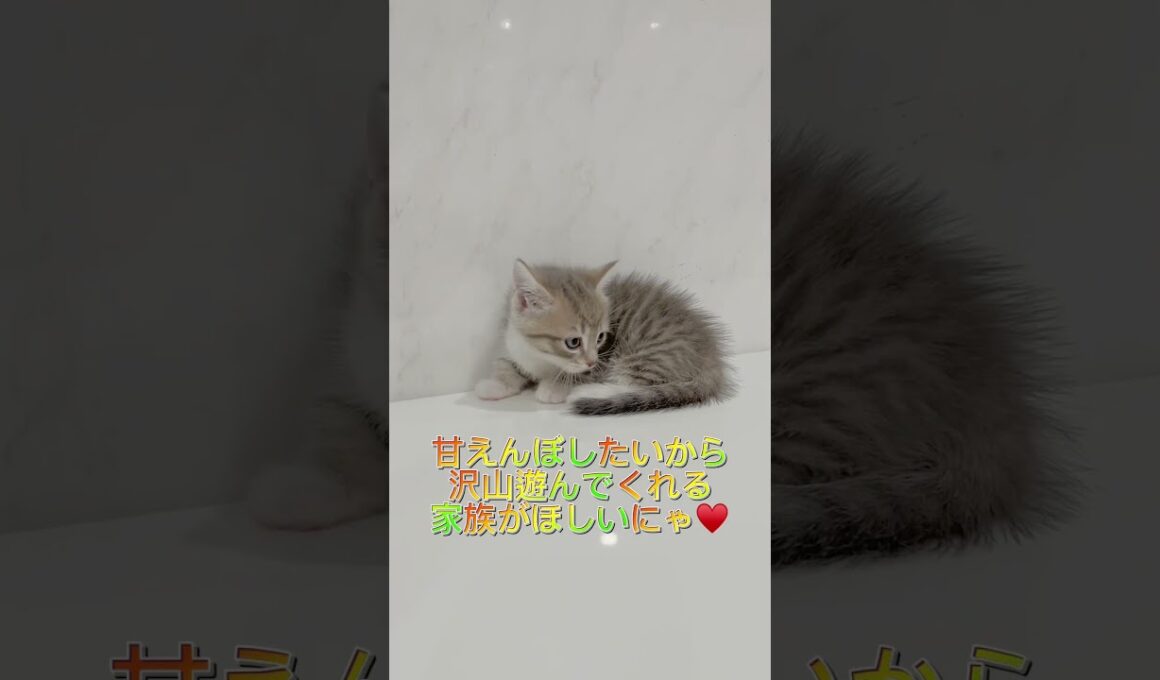 短足マンチカンちゃん兄妹③♥️ 【お問合せ詳細は説明欄に記載あります】 #ラパーマ #マンチカン #子猫 #猫 #ブリーダー直販 #ミヌエット #猫のいる暮らし #子猫販売 #猫動画