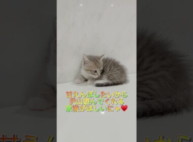 短足マンチカンちゃん兄妹③♥️ 【お問合せ詳細は説明欄に記載あります】 #ラパーマ #マンチカン #子猫 #猫 #ブリーダー直販 #ミヌエット #猫のいる暮らし #子猫販売 #猫動画