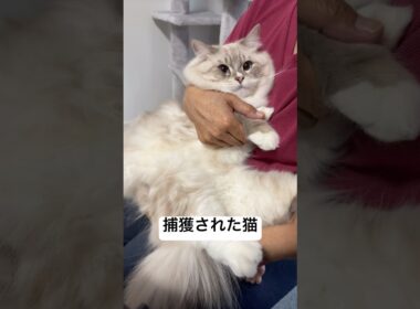 遊びに来た母親にまたも捕まる猫【ルル/サイベリアン1歳】 #shorts