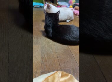 黒猫の子ネコ黒夢。シャムの子ネコ雫に、張り手