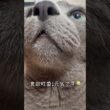 【ロシアンブルー】11歳めろん🍈たまには動きます🫢【猫】#shorts
