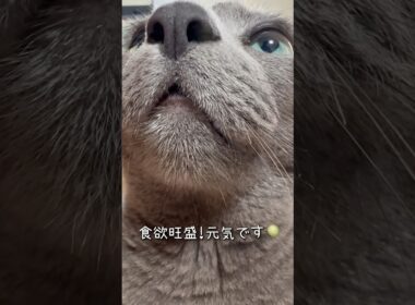 【ロシアンブルー】11歳めろん🍈たまには動きます🫢【猫】#shorts