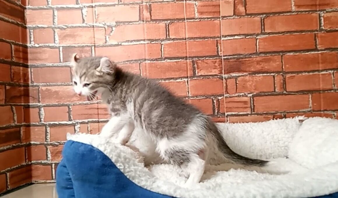 718495 アメリカンカール