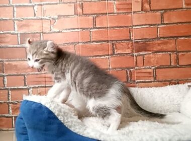 718495 アメリカンカール