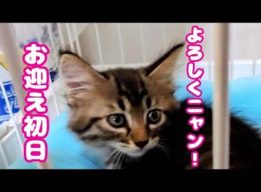 【子猫】子猫ちゃんをお迎えすることになりました🥰