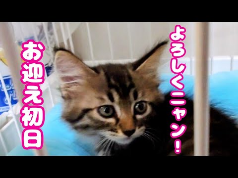 【子猫】子猫ちゃんをお迎えすることになりました🥰
