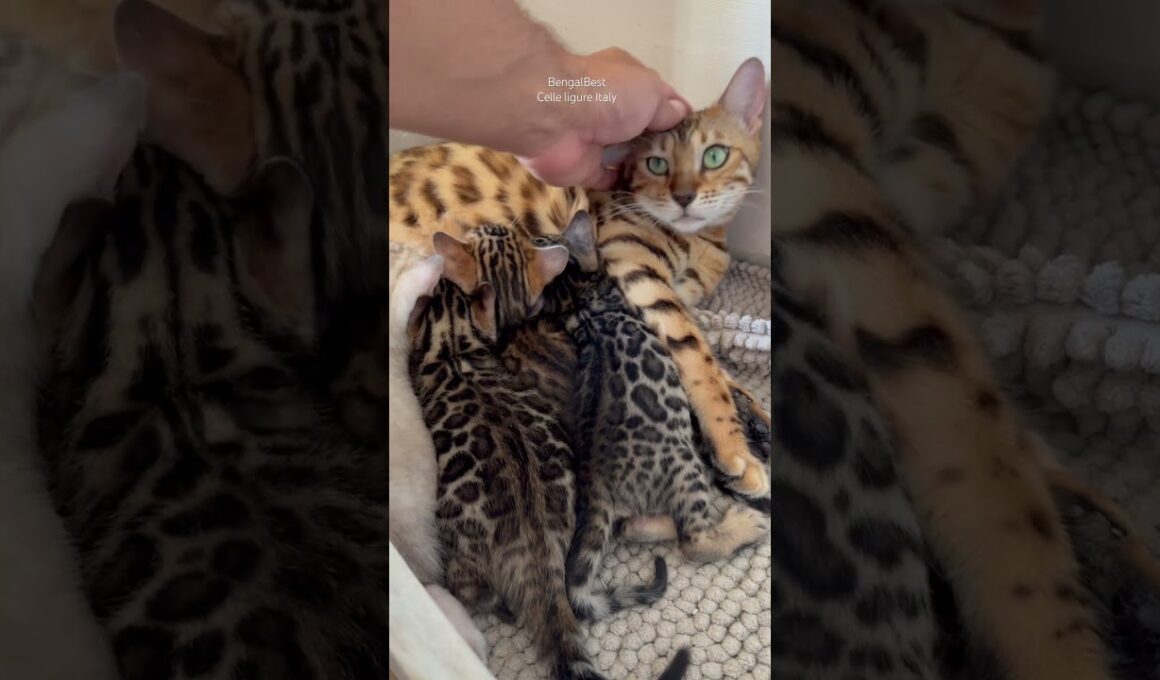 Pretty little bengal baby ❤️ I am so in love with you