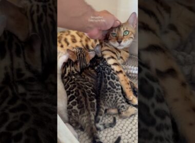 Pretty little bengal baby ❤️ I am so in love with you