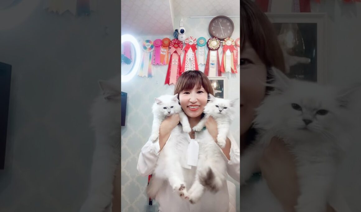 9/13  #サイベリアン の #子ネコ ご紹介ライブ2✋抱っこができて凄く懐く‼️最高の#子猫 をお迎えするからサイベリアン専門店ロイヤルキャッツで💖 #ペットショップ