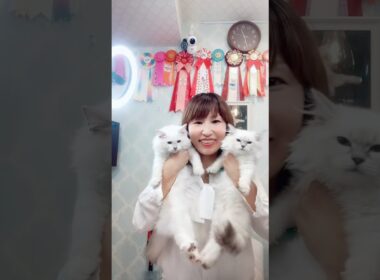 9/13  #サイベリアン の #子ネコ ご紹介ライブ2✋抱っこができて凄く懐く‼️最高の#子猫 をお迎えするからサイベリアン専門店ロイヤルキャッツで💖 #ペットショップ