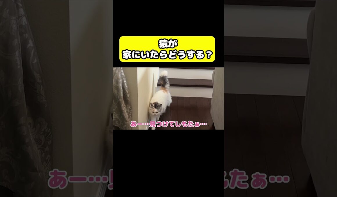 もしも猿が家にいたらどうする…？#猫 #おもしろ #アテレコ #ニャンチューバーつくし