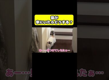もしも猿が家にいたらどうする…？#猫 #おもしろ #アテレコ #ニャンチューバーつくし