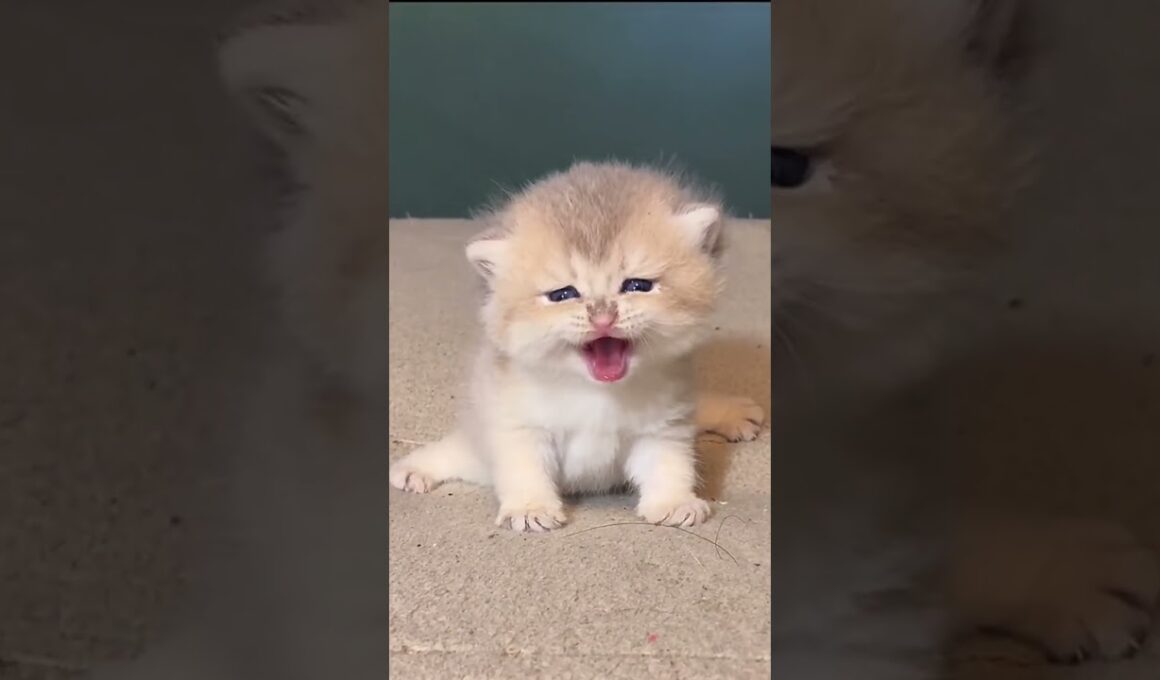 子猫さんたちの鳴き声が可愛すぎます、、❤️ #shorts #cat #cats #kitten #cute #ねこ #猫 #子猫 #ねこのいる生活 #おすすめ