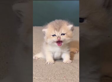 子猫さんたちの鳴き声が可愛すぎます、、❤️ #shorts #cat #cats #kitten #cute #ねこ #猫 #子猫 #ねこのいる生活 #おすすめ