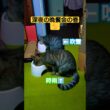日付変わってから行われた深夜の晩餐会の巻#cat #ねこ #猫のいる暮らし #いやし