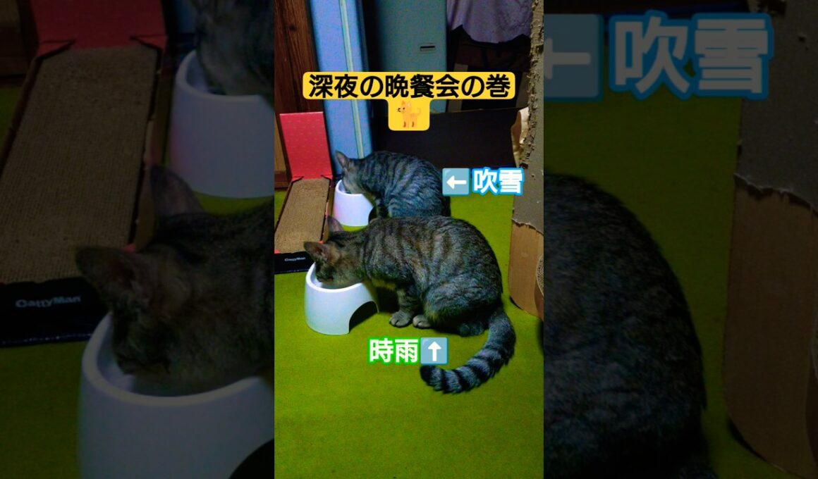 日付変わってから行われた深夜の晩餐会の巻#cat #ねこ #猫のいる暮らし #いやし