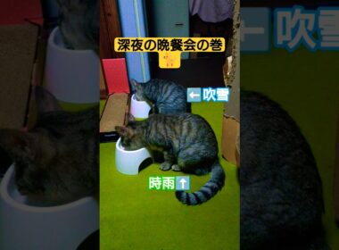 日付変わってから行われた深夜の晩餐会の巻#cat #ねこ #猫のいる暮らし #いやし
