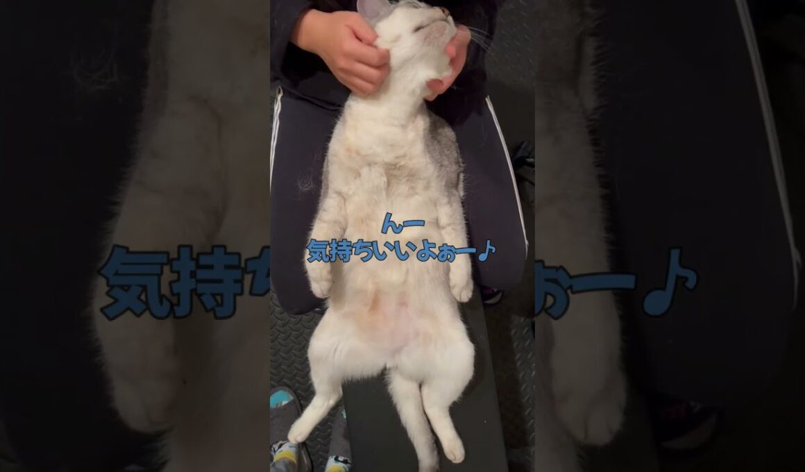 エステ体験する猫#shorts