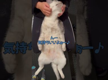 エステ体験する猫#shorts