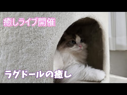 ラグドールの癒し動画⑭【ループ】#cat#癒し