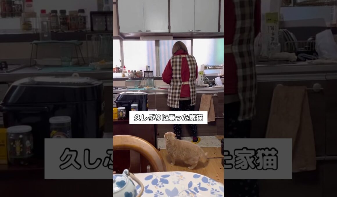 母の背中に久しぶりに乗った猫 #家猫 #ブリティッシュショートヘア #shorts