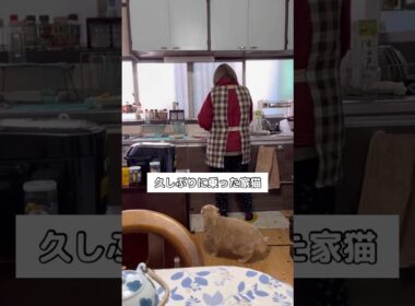 母の背中に久しぶりに乗った猫 #家猫 #ブリティッシュショートヘア #shorts