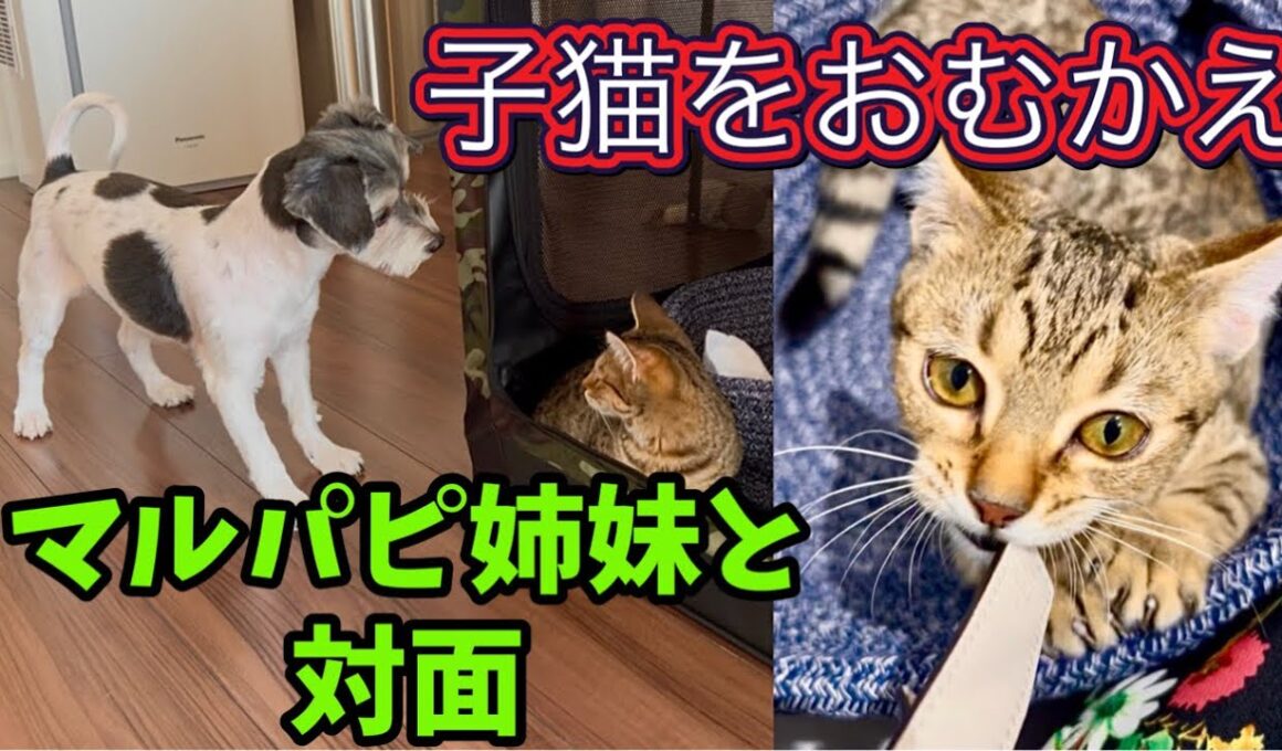 子猫のごろうがやってきた