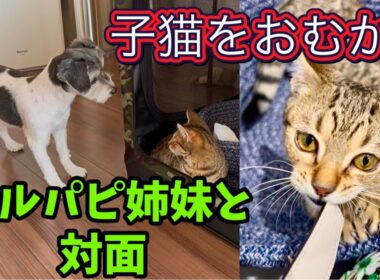 子猫のごろうがやってきた