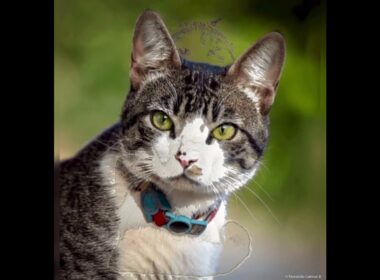 American Wirehair 🥰#cutecats 😘#americanwirehair ❤️