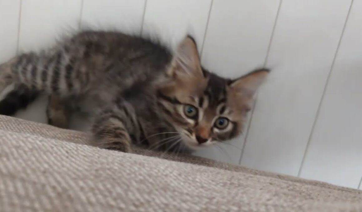 【子猫】お迎え2日目のにゃんちゃん✨だいぶ慣れてきました😊