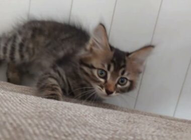 【子猫】お迎え2日目のにゃんちゃん✨だいぶ慣れてきました😊